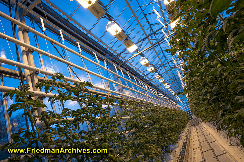 growth,farming,tomato,tomatoe,greenhouse,plants,farm,food,supply,glass,blue,